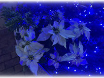 �ߏ��̌����̔鑠�V���b�g