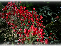 �ߏ��̒r�̃i���e��