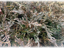 �ߏ��̒n�ʂ��͂��^�C�v�̃R�j�t�@�[